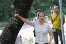 Prof. Siu-Wai Chiu demonstrates how to assess a sick tree