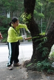 以不同方法探測樹木的密度，評估樹幹的空心程度：敲擊法