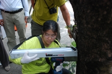 Using different methods to assess the density of a tree in order to determine the extent of internal decay: Resistograph