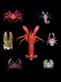 Figure legend: A symmetrical hermit crab shown at the centre is the common ancestor of all the other anomurans in this figure. Clockwise from the top-right: asymmetrical hermit crab, squat lobster, hairy stone crab, porcelain crab, yeti crab, and king crab.