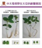 Wild soybean W05 is less salt-sensitive than cultivated soybean C08.