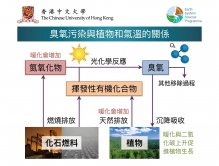 臭氧污染与植物和气温的关系