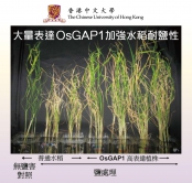 OsGAP1對增強農作物耐逆能力的效用。