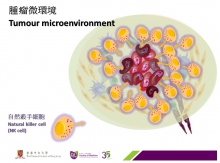 新的免疫治療目標是透過抑制Smad3，讓自然殺手細胞（NK Cell）恢復第一道免疫防線的作用，殺死癌細胞。