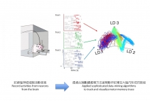 The research team records activities from large number of neurons from the brain of the laboratory rat and applies sophisticated data-mining algorithms to track and visualize motor memory trace.