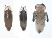 Manipulating the microRNAs will change the hormone levels resulting in pupal lethality and genital organ misorientation (i.e. sterile) in insect fruit fly.