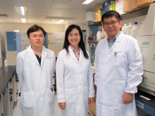 Professor Jun YU (center), Department of Medicine and Therapeutics, Faculty of Medicine at CUHK, first discovered the role of SQLE as an oncogene in NAFLD-HCC. Team members of this study include Dr. Dabin LIU (right) and Dr. Chi Chun WONG (left).