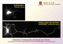 A comparison of neurite length between control and FE65-ELMO1 introduced neurons