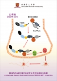 FE65-ELMO1調控神經突生長信號通路示意圖。在生長錐中，FE65吸收了ELMO1-DOCK180複合物，與之合併為FE65-ELMO1-DOCK180複合物。它激活了細胞質膜上的Rac1，從而促進神經突生長。