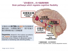 研究亦发现释放于伏隔核中的多巴胺，能够调节来自前额叶皮层的信号，对于促进大脑切换策略的能力至关重要。