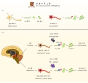 This finding demonstrates the function of Fuz in inducing neuronal death. The study of this function in polyQ disorders will advance the mechanistic research in common neurological diseases.