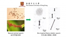 纳米机械人集群是模仿动物集群行为，例如蚂蚁群。