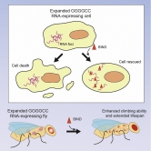 BIND is a potent peptidylic inhibitor that suppresses expanded GGGGCC RNA-mediated neurodegeneration, enhances climbing ability and extends the lifespan of disease flies.