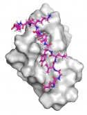 Computational docking model of SUMO1(15-55) (grey) bound to a fragment α-synuclein (magenta). SUMO1(15-55) reduces formation of α-synuclein fibrils in vitro.