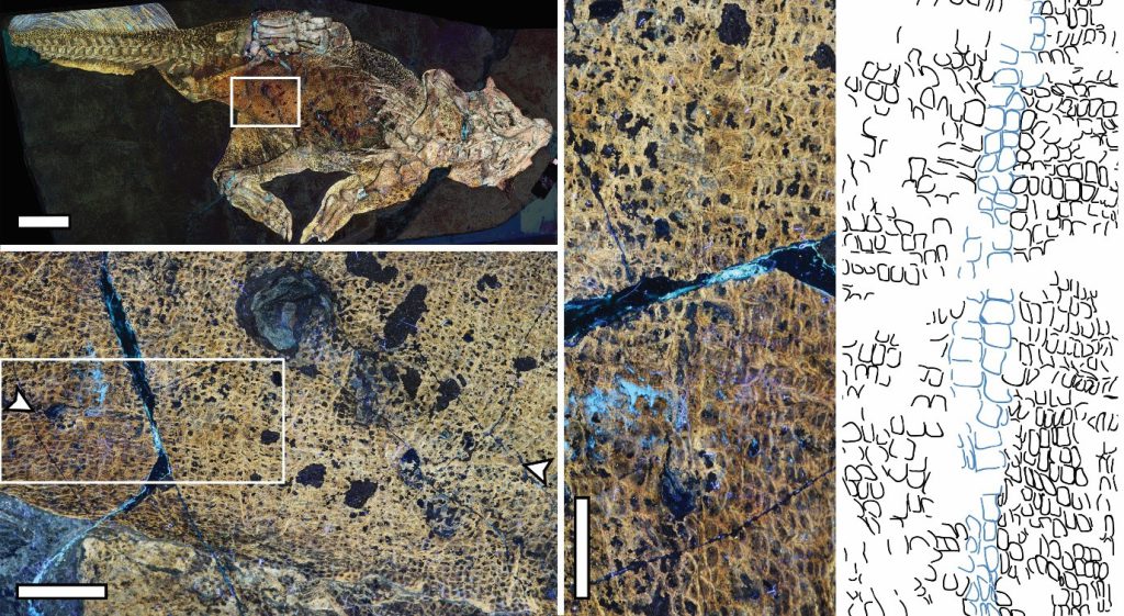 Laser-stimulated fluorescence (LSF) image of the whole Psittacosaurus specimen showing the location of the umbilical scar. Insets show the umbilical scar close-up, including the distinctive scales surrounding it (highlighted in blue in the line drawing). <br />
Image credit: Bell et al. 2022.