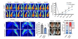 The restoration of blood flow in the limbs of mice with and without a specific receptor (IL4Rα) in endothelial cells.