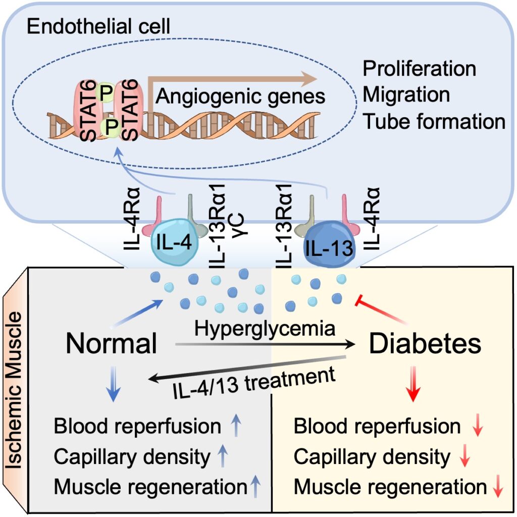 The impact of IL-4 and IL-13 signalling in promoting blood vessel growth in damaged muscle tissue.