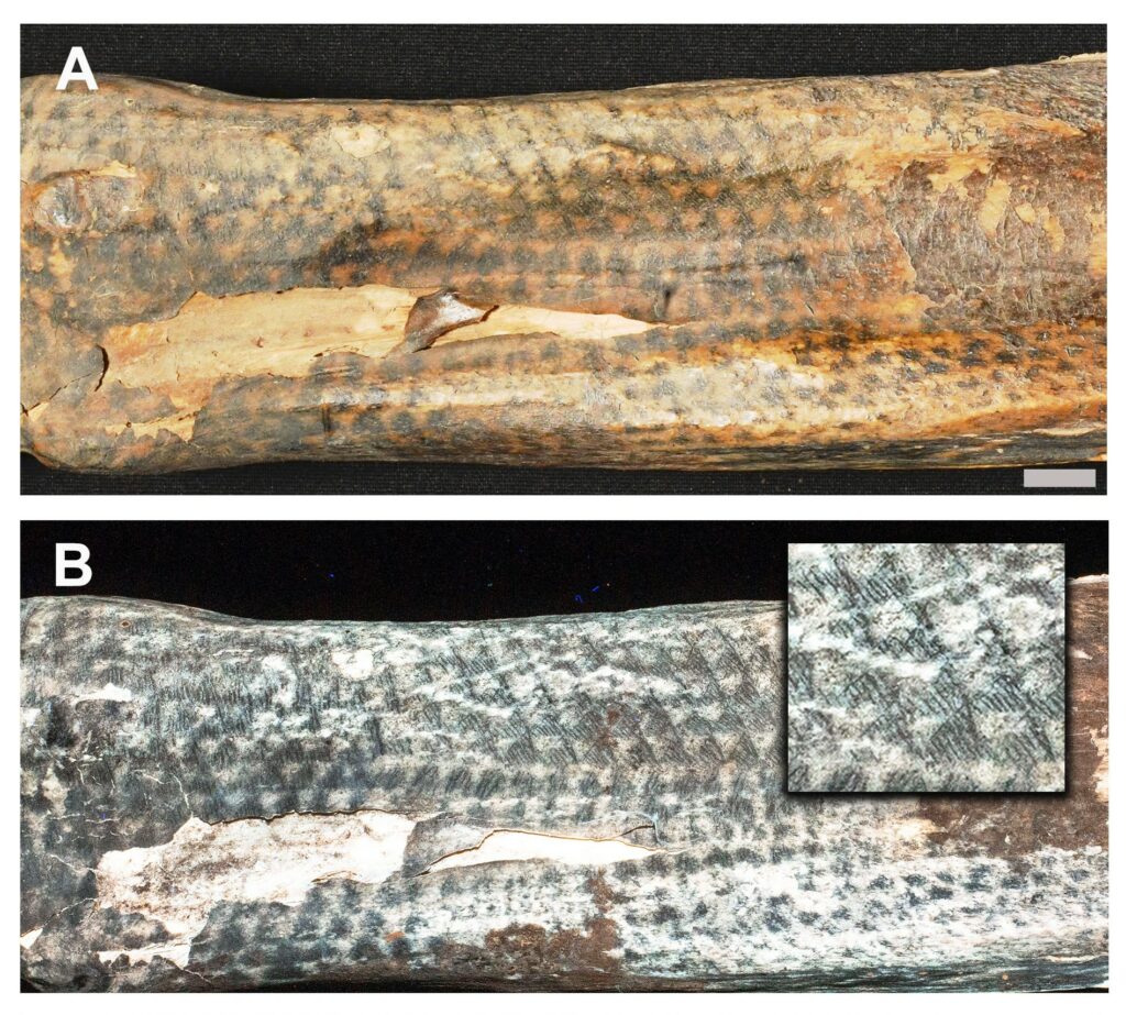 Scientists have used laser-imaging to unveil exceptional fine-line tattoos with details as narrow as 0.1-0.2 mm on 1,200-year-old mummified human remains from Peru’s ancient Chancay culture. The discovery reveals details far surpassing the resolution of even modern tattooing techniques. Picture A: a tattoo under natural light. Picture B: the same tattoo under laser-stimulated fluorescence (LSF).<br />
Image credit: Thomas G. Kaye, Judyta Bąk, Henry William Marcelo and Michael Pittman