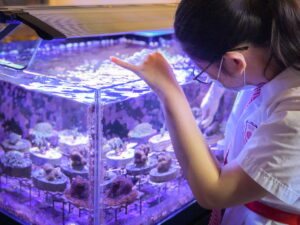 The School Coral Nursery Education Programme transforms local schools into coral nurseries, where students actively engage in culturing corals.