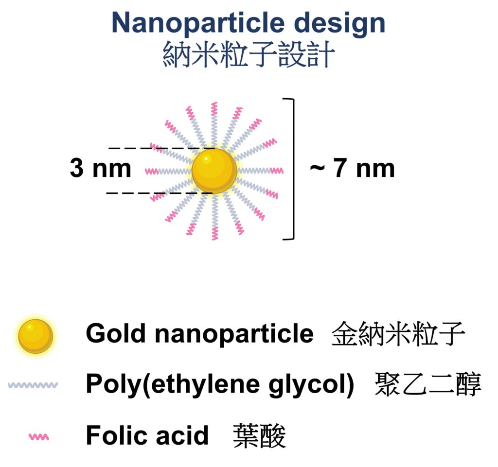 The folic acid-conjugated gold nanoparticle consists of a gold core of 3 nm in diameter and 32 strands of folic acid-poly(ethylene glycol). The entire structure has a diameter of approximately 7 nm.