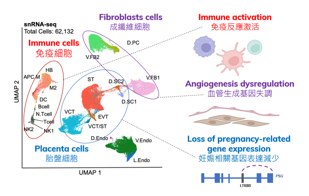 The team analyses different cell types in placenta by single-nuclei assays and reveals that significant alterations in gene regulation affected by COVID-19, which may lead to late pregnancy complications.