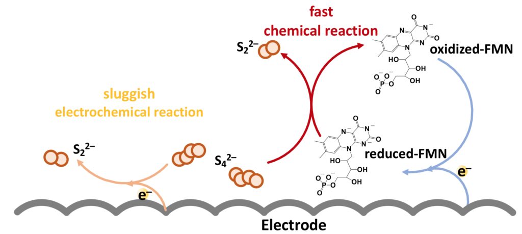 分子催化劑FMN-Na在催化多硫化物還原反應中的反應機制。FMN將多硫化物還原反應從緩慢的電化學過程轉化為快速的化學過程。