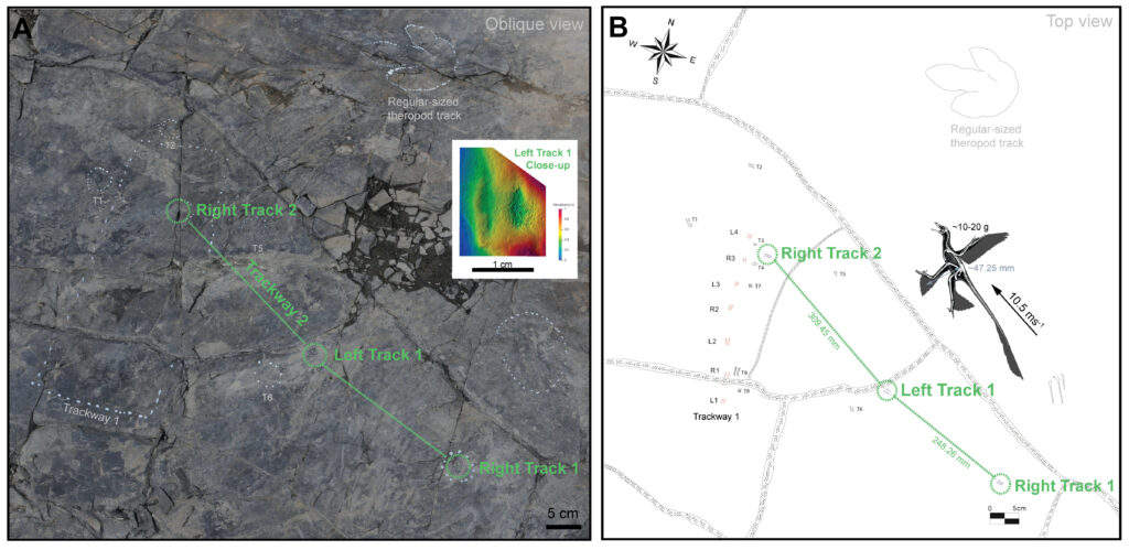 “Trackway 2” records the two-toed tracks of a pre-avian dinosaur as it moved quickly across a South Korean lake shore about 106 million years ago, during the Lower Cretaceous. Picture A shows the trackways and a 3D depth model of one track. Picture B is a schematic drawing of the trackway and its maker.