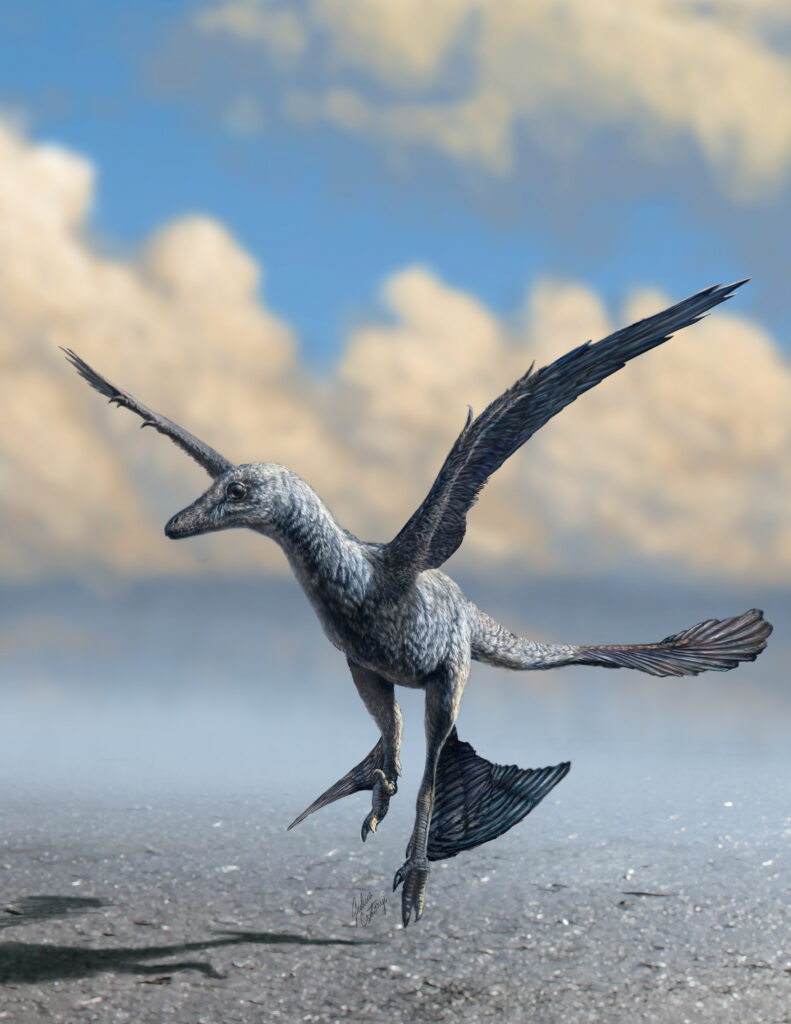 A research team led by CUHK and Dakota State University scholars discovered that a famous pre-avian dinosaur trackway was produced by the animal flapping its arms to help it run at high speed. This “flap running” behaviour probably just preceded takeoff or just followed landing. The team’s findings confirm that pre-avian flap running was not limited to birds. <br />
Image Credit: Julius T. Csotonyi.