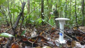 安裝在亞馬遜雨林中的感應器。