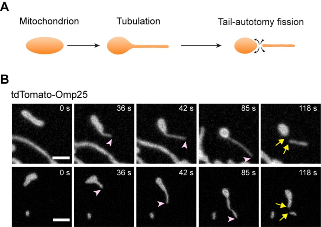 Schematic and fluorescent images of mitochondrial tail-autotomy fission (Scale bars: 2 μm)