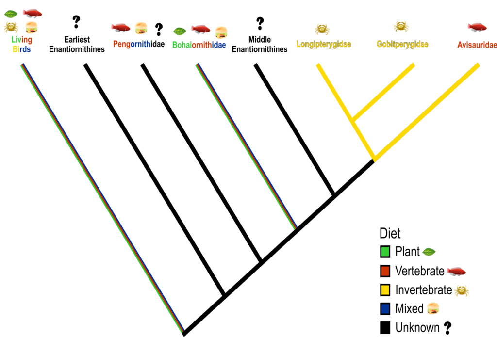 這是簡化了的反鳥亞綱飲食演化系譜。渤海鳥科、長翼鳥科和鵬鳥科的飲食習性由定量研究證據支持，其他科的則由定性研究的證據支持。圖片來源：Miller等人