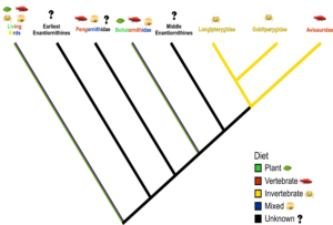 這是簡化了的反鳥亞綱飲食演化系譜。渤海鳥科、長翼鳥科和鵬鳥科的飲食習性由定量研究證據支持，其他科的則由定性研究的證據支持。圖片來源：Miller等人