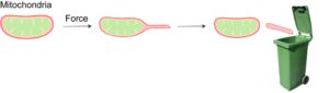 Visualisation of force-induced tail-autotomy fission for mitochondrial health maintenance