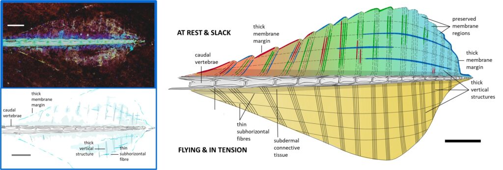 Laser-stimulated Fluorescence image (LSF) image and interpretative drawing of the tail vane of Rhamphorhychus. The team found that a lattice composed of thicker vertical structures and thinner subhorizontal fibres prevented the tail vane from overstretching, minimising drag and paving the way for pterosaur domination of the skies.<br />
Image credit: Jagielska et al. 2024, eLife