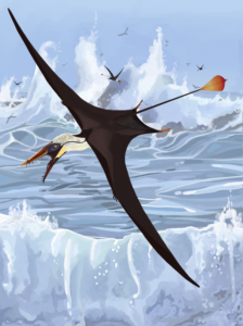 A research team led by CUHK and University of Edinburgh scientists discovered never-seen-before structural details within the soft tissue tail vane of an early flying reptile using laser imaging. This allowed the team to solve the mystery of how the tail vane was used and clarify its role in enabling pterosaurs, the first vertebrates to evolve powered flight, to dominate the skies before birds. <br />
Image credit: Natalia Jagielska, Thomas G Kaye, Michael B Habib, Tatsuya Hirasawa & Michael Pittman