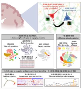 中大研究團隊利用嶄新的生物信息分析流程辨別衰老神經元處於細胞周期的表徵及與疾病相關基因的關係。