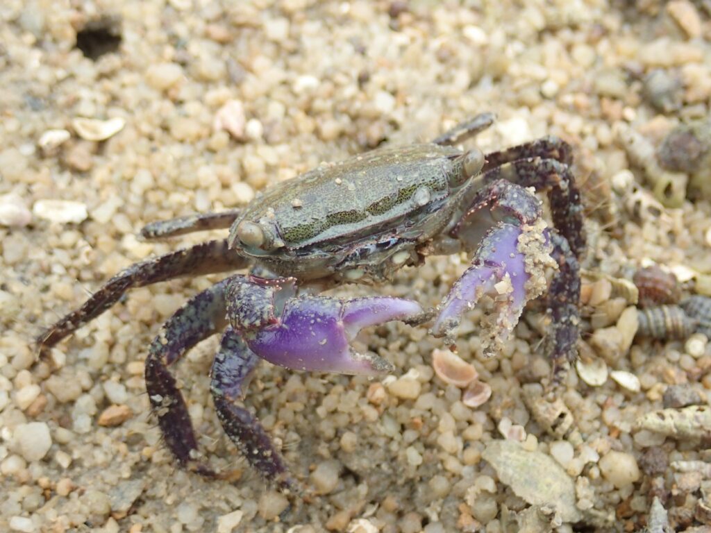 Study finds that only a handful of crabs can digest mangrove leaves and transfer energy to the food web, providing the novel insights into the complex food web of ecosystem.