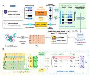 DHR 架構概述： 三層分層結構著重於訓練蛋白質資料庫編碼器和查詢編碼器。在蛋白質資料庫上使用快取內嵌進行離線推論，可有效率地進行向量層級的相似性計算，以排列序列。推論管道會使用點乘法擷取前 K 個最相關的序列。然後，JackHMMER 應用於此子集，以建構 MSA，用於 3D 結構預測或蛋白質功能預測等下游任務。UniRef90 可以離線編碼成向量，而不會影響 MSA 的建構速度。