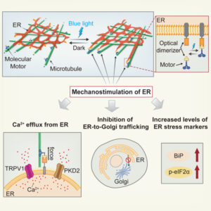 Illustration scheme for the new tool, LIMER, and the ER mechanosensitivity it has revealed.<br />
To achieve the unprecedented ability to exert forces on the network-shaped ER that spans the cell, LIMER uses light to direct the forces generated by motor proteins onto the ER. <br />
By harnessing LIMER’s non-invasiveness, high specificity and reversibility, the study revealed the mechanosensing and mechanoresponding abilities of the ER.