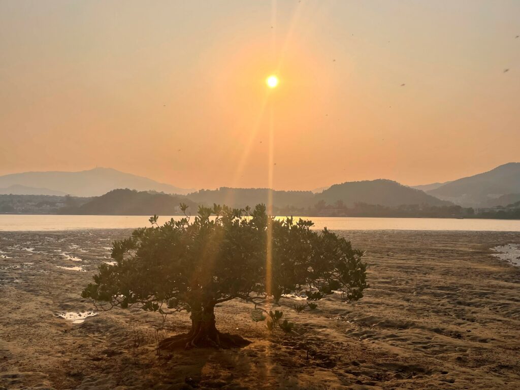 中大研究團隊對東涌紅樹林的無脊椎動物氮源分配和營養階層進行研究。