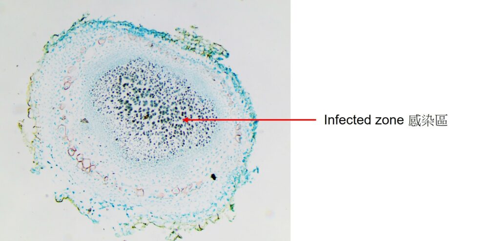 Rhizobia