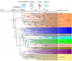 A phylogenetic tree showing the evolutionary relationships among alphaproteobacterial groups and mitochondria, and transferred the time information recorded by eukaryotic fossils to anchor the time at which Alphaproteobacteria and their major clades evolved.