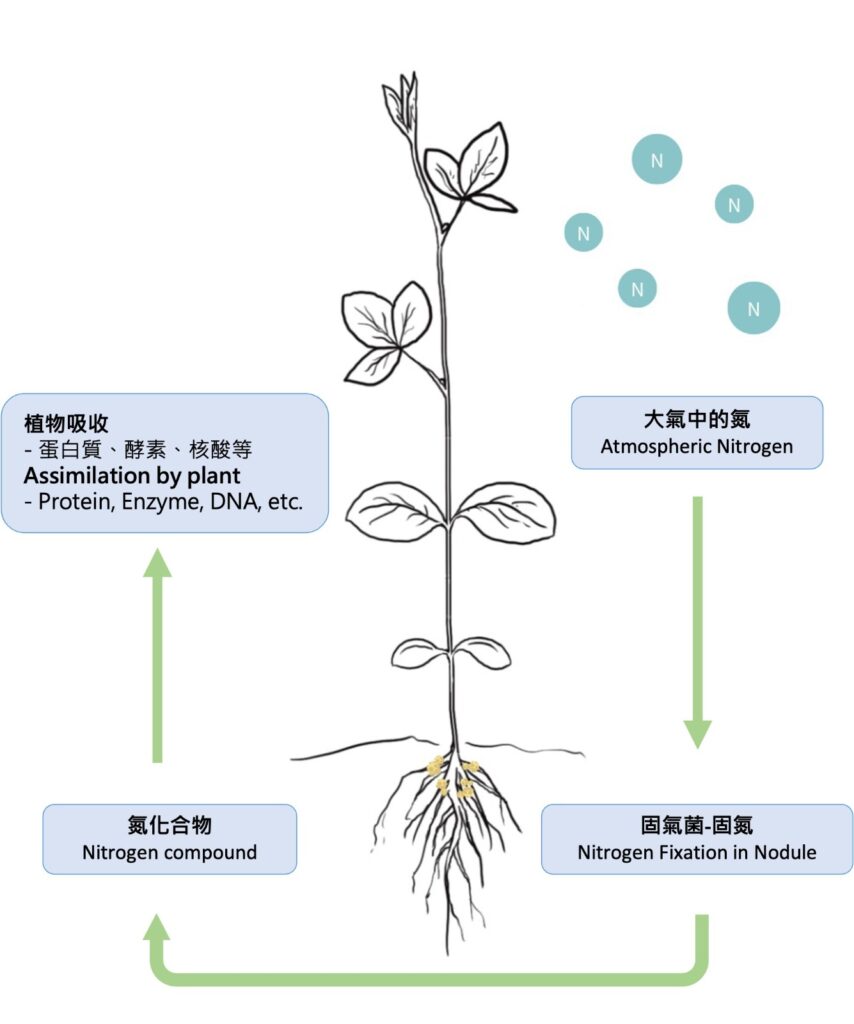 大豆與根瘤菌的固氮作用示意圖。